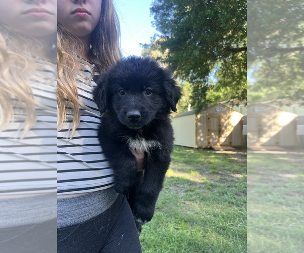 Medium Photo #1 Shollie Puppy For Sale in PORTER, TX, USA