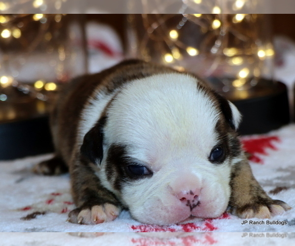 Medium Photo #1 English Bulldog Puppy For Sale in WINNSBORO, TX, USA