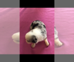 Small Photo #3 Australian Shepherd Puppy For Sale in RUTLEDGE, TN, USA