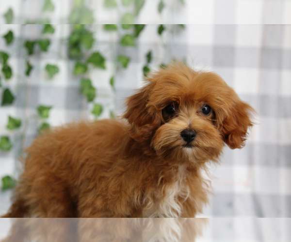 Medium Photo #2 Cavapoo (Miniature) Puppy For Sale in MARIETTA, GA, USA