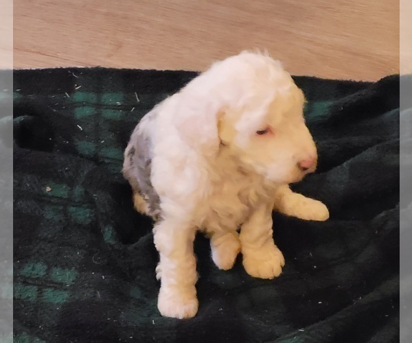 Medium Photo #7 Aussiedoodle Puppy For Sale in SPARTANBURG, SC, USA