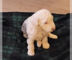 Small Photo #7 Aussiedoodle Puppy For Sale in SPARTANBURG, SC, USA