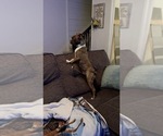 Small Photo #1 Boston Terrier Puppy For Sale in ANSON, TX, USA