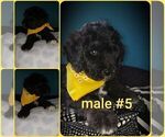Small Photo #6 Labradoodle Puppy For Sale in OTTAWA, OH, USA