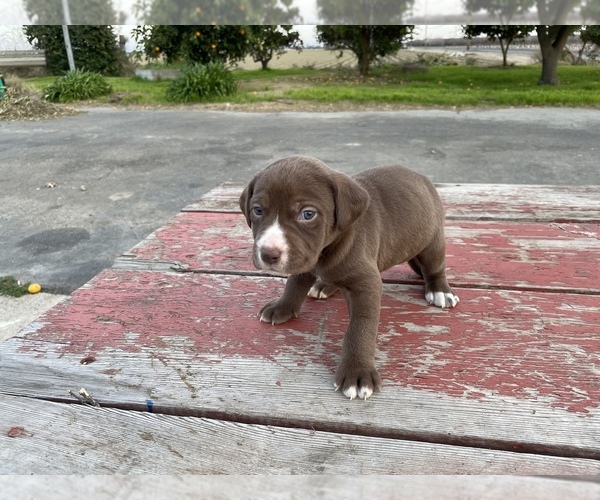 Medium Photo #3 Labrador Retriever Puppy For Sale in PATTERSON, CA, USA