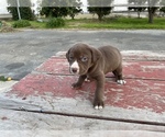 Small Photo #3 Labrador Retriever Puppy For Sale in PATTERSON, CA, USA