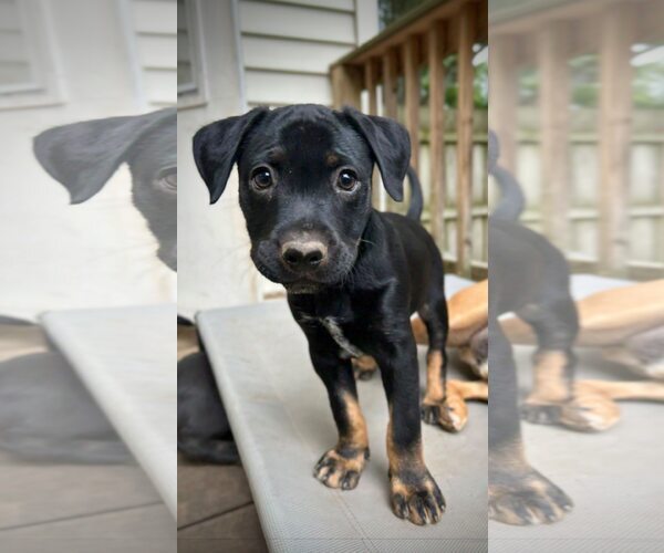Medium Photo #2 Mutt Puppy For Sale in Greenville, SC, USA