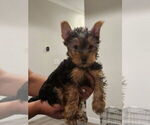 Small #1 Yorkshire Terrier