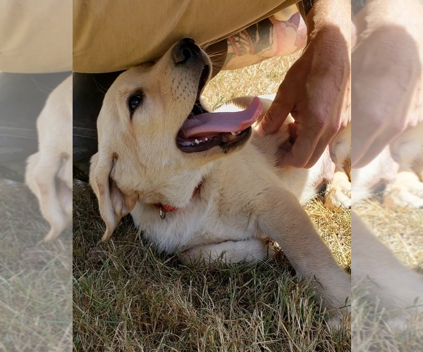 Medium Photo #18 Labrador Retriever Puppy For Sale in OLYMPIA, WA, USA