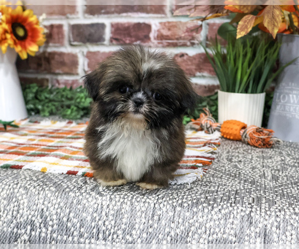 Medium Photo #6 Shih Tzu Puppy For Sale in SYRACUSE, IN, USA