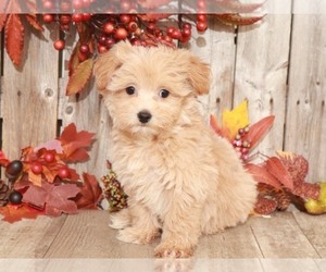 Maltese-Poodle (Toy) Mix Puppy for sale in MOUNT VERNON, OH, USA