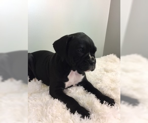 Medium Photo #4 Boxer Puppy For Sale in MILLERSBURG, OH, USA
