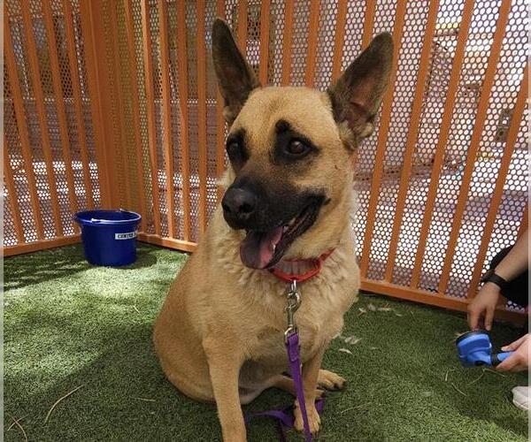 Medium Photo #1 German Shepherd Dog-Unknown Mix Puppy For Sale in Las Vegas, NV, USA