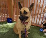 Small German Shepherd Dog Mix