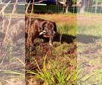 Small Photo #3 Mutt Puppy For Sale in Hinton, WV, USA