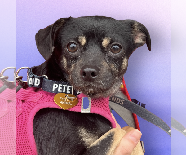 Medium Photo #1 Chihuahua-Unknown Mix Puppy For Sale in Rockville, MD, USA