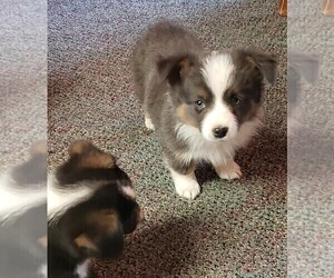 Aussie-Corgi Puppy for sale in BRIGGSDALE, CO, USA