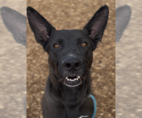 Medium Photo #1 Mutt Puppy For Sale in Decatur, GA, USA