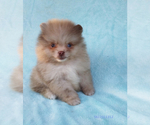 Small #16 Pomeranian