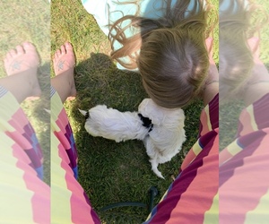 Mal-Shi Puppy for sale in DINWIDDIE, VA, USA