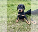 Puppy 1 Doberman Pinscher