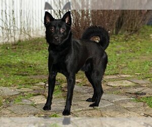 Schipperke-Unknown Mix Dogs for adoption in West Valley, UT, USA
