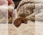 Small Photo #10 Goldendoodle Puppy For Sale in TAYLORS, SC, USA