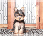Small #1 Yorkshire Terrier