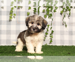Small Havanese