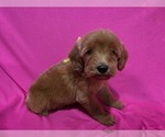 Small #4 Goldendoodle