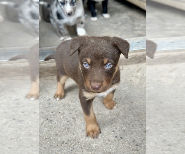 Medium Photo #13 Australian Kelpie Puppy For Sale in CAMAS, WA, USA