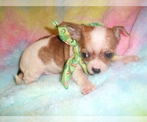 Chihuahua Puppy for sale in JACKSON, MS, USA