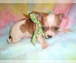 Image preview for Ad Listing. Nickname: CHIHUAHUAS