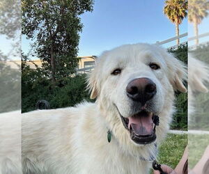 Great Pyrenees Dogs for adoption in Dana Point, CA, USA