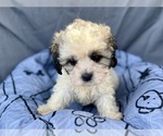 Small Photo #23 Zuchon Puppy For Sale in RENO, NV, USA