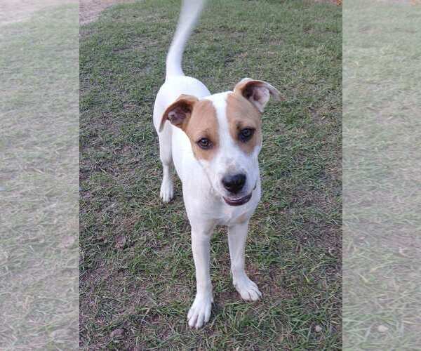 Medium Photo #2 Mutt Puppy For Sale in Eastman, GA, USA