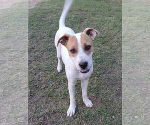 Cheyenne - Female Mutt Dog for Adoption - Photo #2
