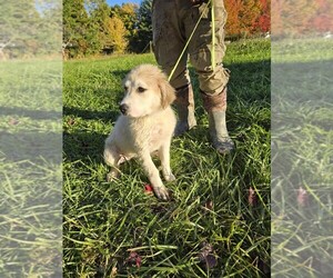 Great Pyrenees Puppy for sale in THOMPSON, OH, USA