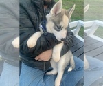 Small Photo #50 Siberian Husky Puppy For Sale in TRIMBLE, MO, USA