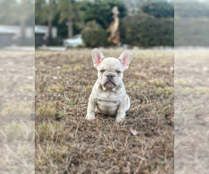 French Bulldog Puppy for sale in CONYERS, GA, USA