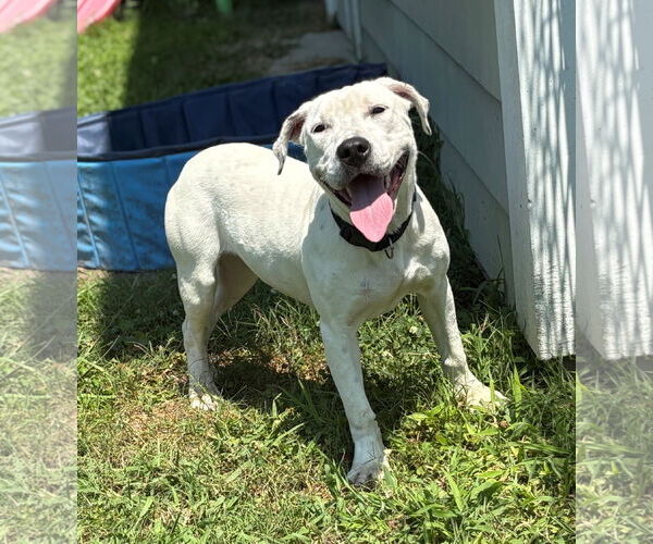 Medium Photo #1 Mutt Puppy For Sale in Virginia Beach, VA, USA