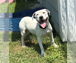 Mutt Dogs for adoption in Virginia Beach, VA, USA