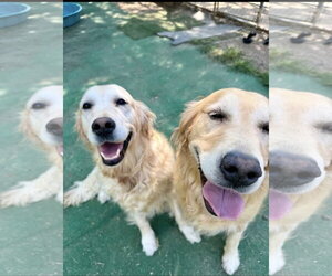 Luna - Female Golden Retriever Dog for Adoption - Photo #5
