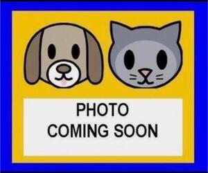 American Staffordshire Terrier-Unknown Mix Dogs for adoption in San Antonio, TX, USA