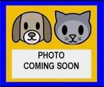 Small American Staffordshire Terrier Mix