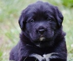 Small #1 Bernese Mountain Dog-Labrador Retriever Mix