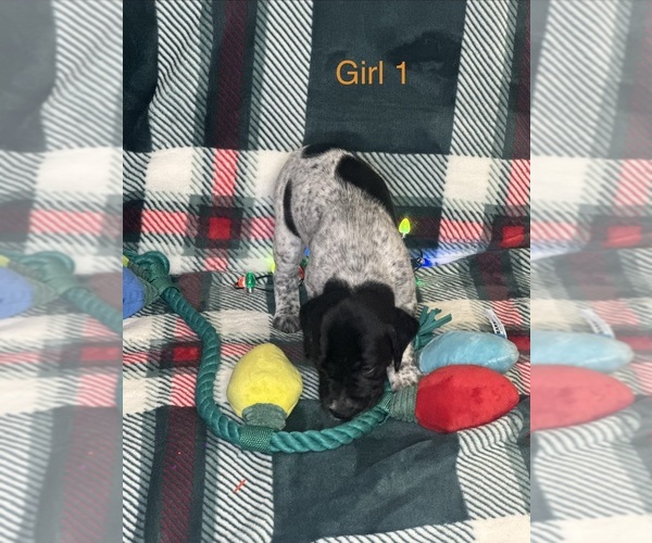 Medium Photo #11 German Shorthaired Pointer Puppy For Sale in BOOMER, NC, USA