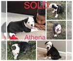 Small Photo #5 American Bulldog Puppy For Sale in SAINT CHARLES, MD, USA