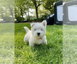 West Highland White Terrier Puppy for Sale in LAKE FOREST, Illinois USA