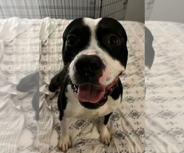 Medium Photo #8 American Pit Bull Terrier Puppy For Sale in Rockville, MD, USA